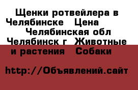 Щенки ротвейлера в Челябинске › Цена ­ 15 000 - Челябинская обл., Челябинск г. Животные и растения » Собаки   